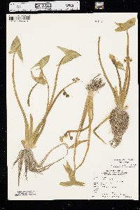 Sagittaria montevidensis image