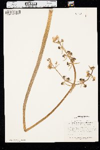 Sagittaria cuneata image