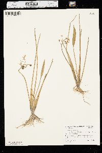 Sagittaria graminea image