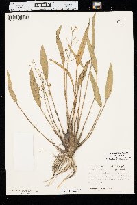 Sagittaria graminea image