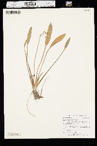 Sagittaria graminea image