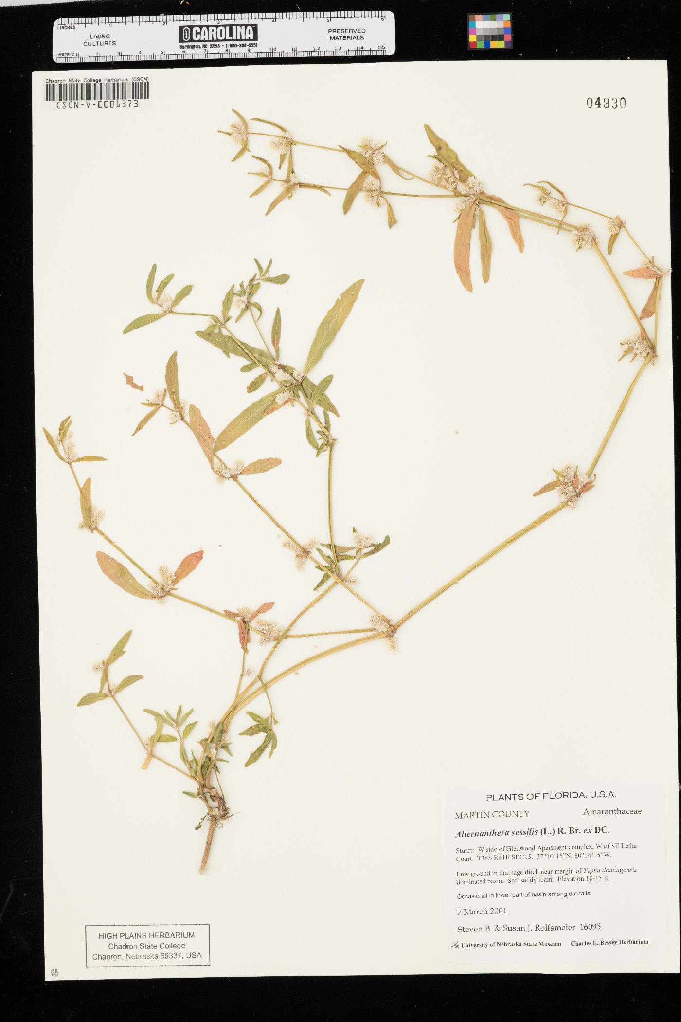 Alternanthera sessilis image