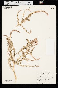 Amaranthus arenicola image