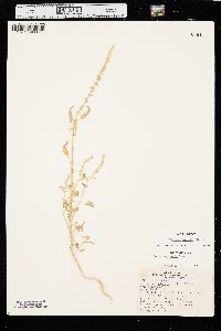 Amaranthus arenicola image