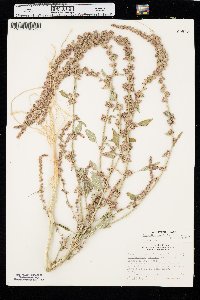 Amaranthus arenicola image