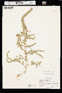 Amaranthus palmeri image