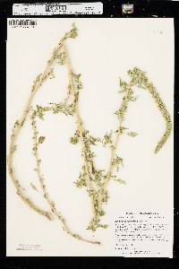 Amaranthus palmeri image