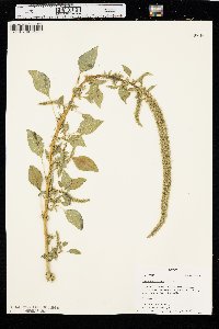 Amaranthus palmeri image