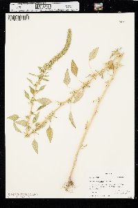 Amaranthus palmeri image