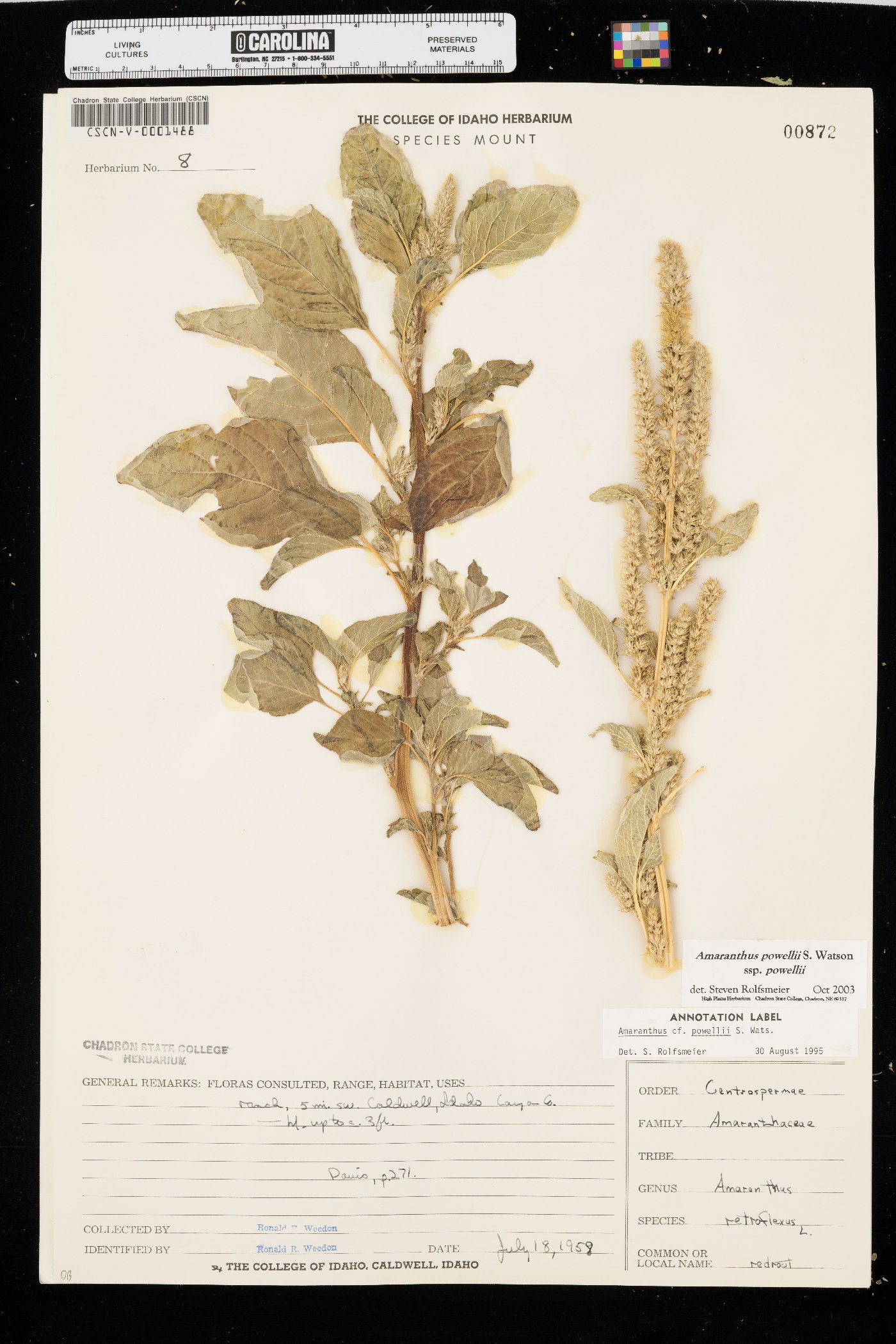 Amaranthus powellii subsp. powellii image