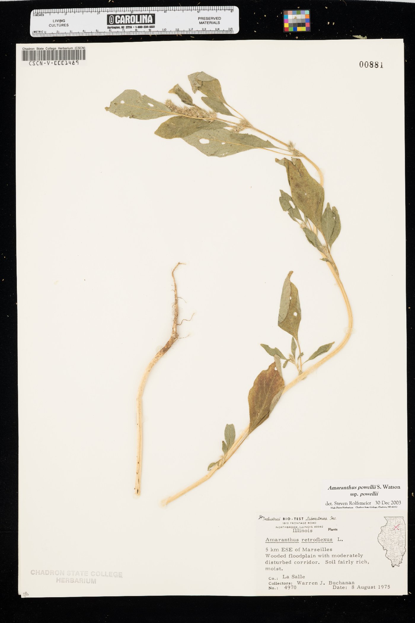 Amaranthus powellii subsp. powellii image