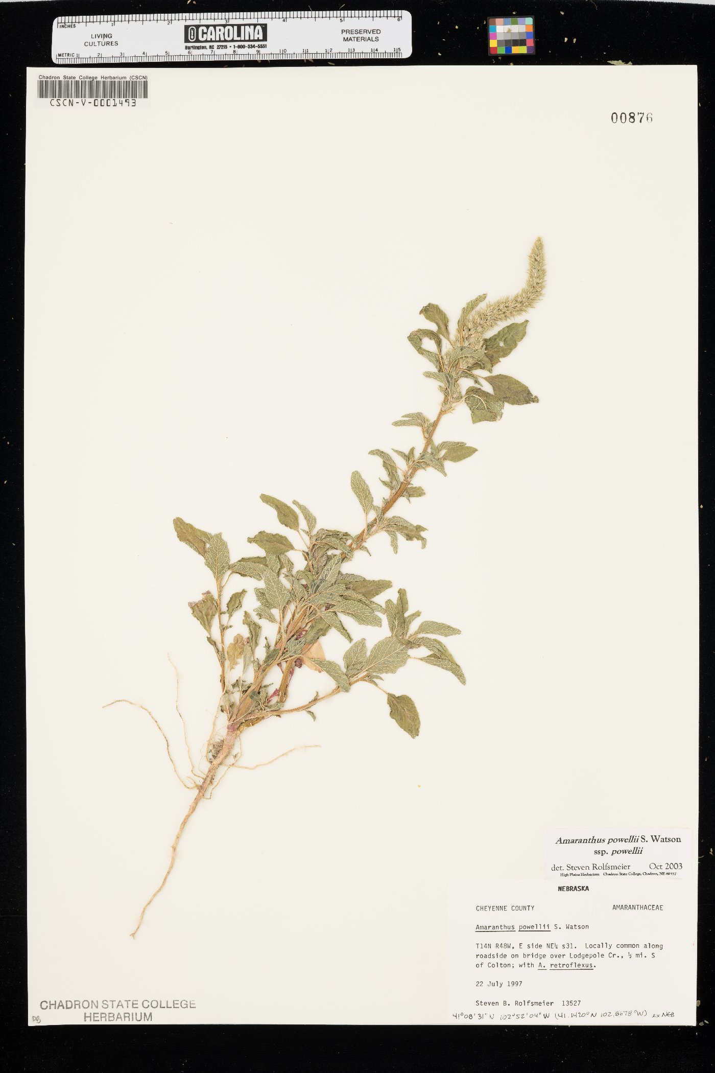 Amaranthus powellii subsp. powellii image