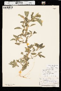 Amaranthus powellii image