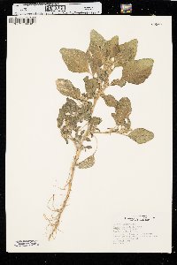 Amaranthus retroflexus image