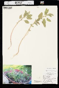 Amaranthus retroflexus image