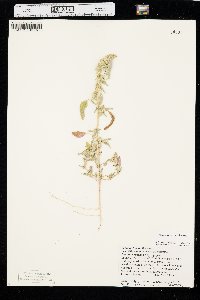 Amaranthus retroflexus image