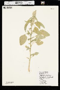 Amaranthus retroflexus image