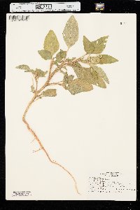 Amaranthus retroflexus image