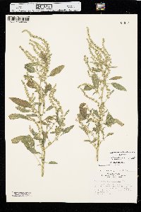 Amaranthus tuberculatus image