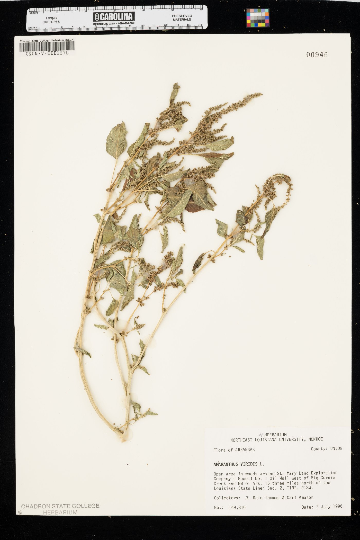 Amaranthus viridis image