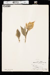 Celosia argentea image