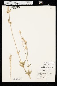 Froelichia floridana var. campestris image