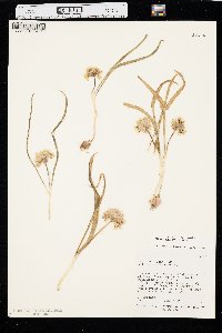 Allium brandegeei image