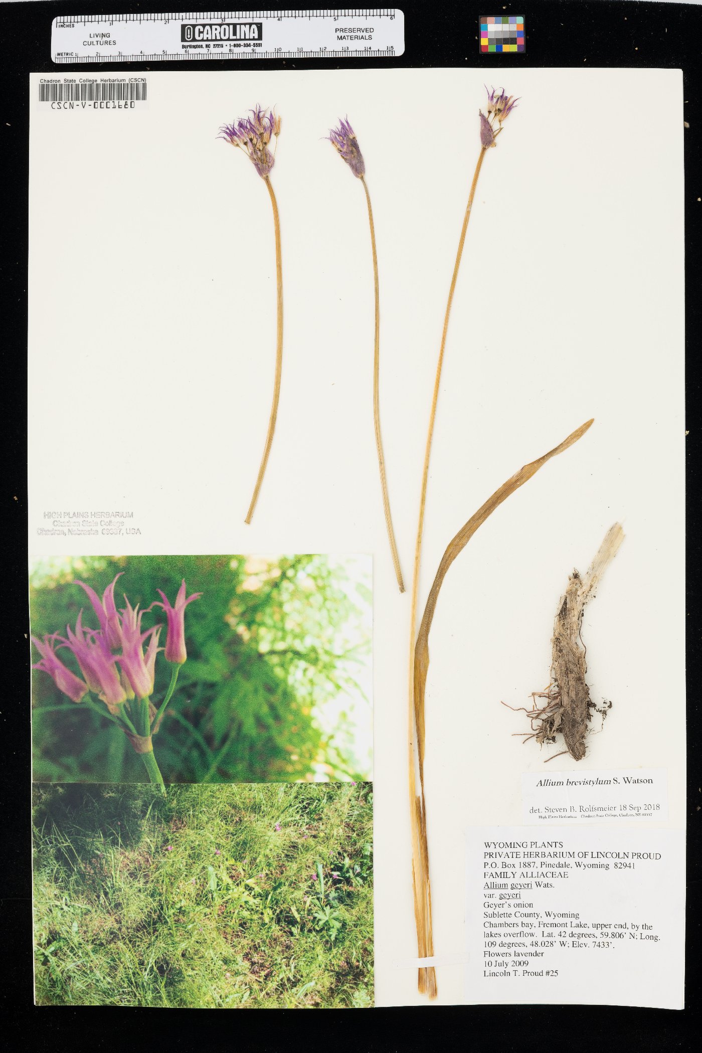 Allium brevistylum image