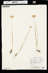 Allium canadense var. fraseri image