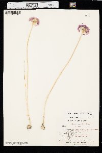 Allium canadense var. mobilense image