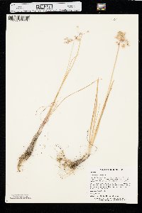 Allium cernuum image