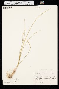 Allium cernuum image