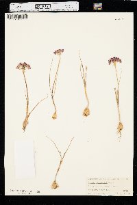 Allium drummondii image