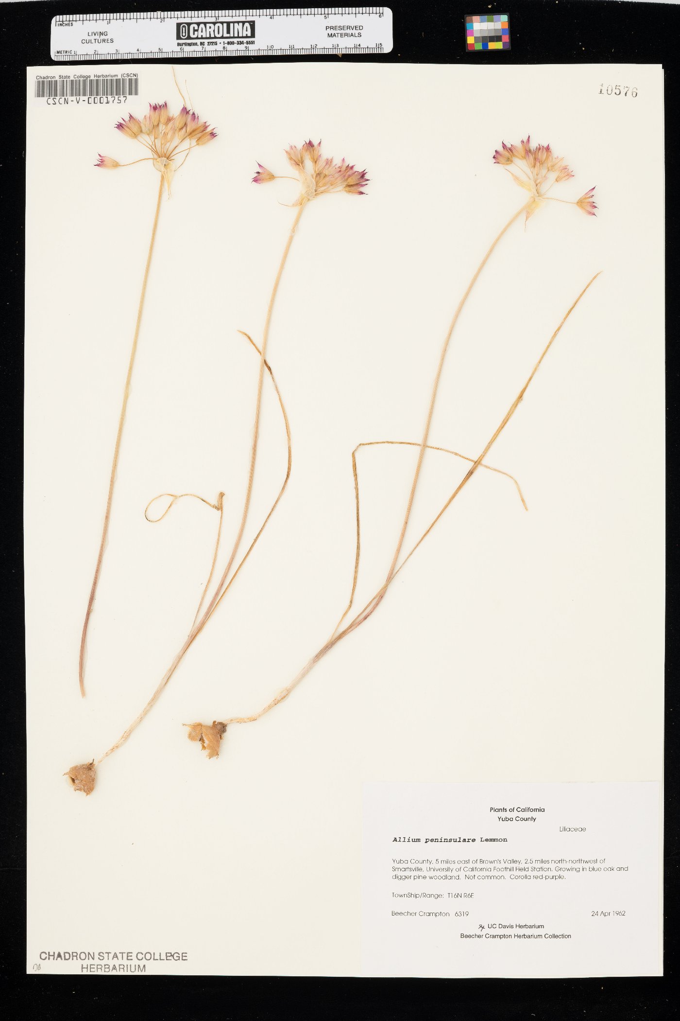 Allium peninsulare image