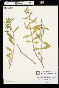 Alternanthera philoxeroides image