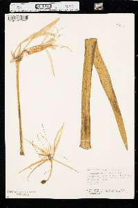 Hymenocallis liriosme image