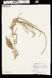 Amaranthus tuberculatus image