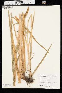 Acorus calamus image