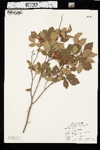 Rhus aromatica var. aromatica image