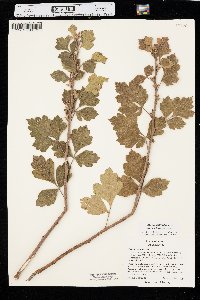 Rhus aromatica var. serotina image