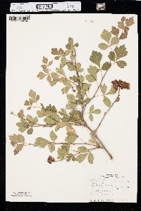 Rhus trilobata image