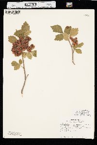 Rhus trilobata image