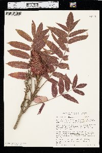 Rhus typhina image