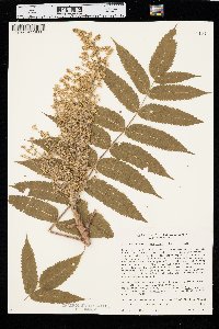 Rhus typhina image