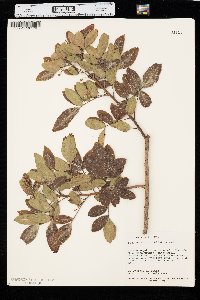 Schinus terebinthifolius image