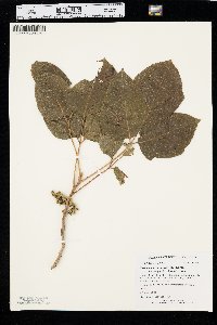 Toxicodendron radicans subsp. negundo image