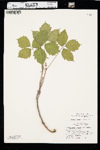 Toxicodendron rydbergii image