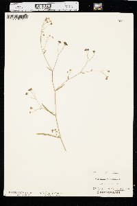 Bupleurum falcatum image