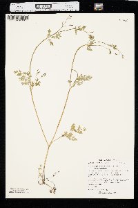 Chaerophyllum procumbens image