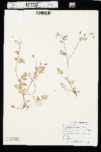 Chaerophyllum procumbens image